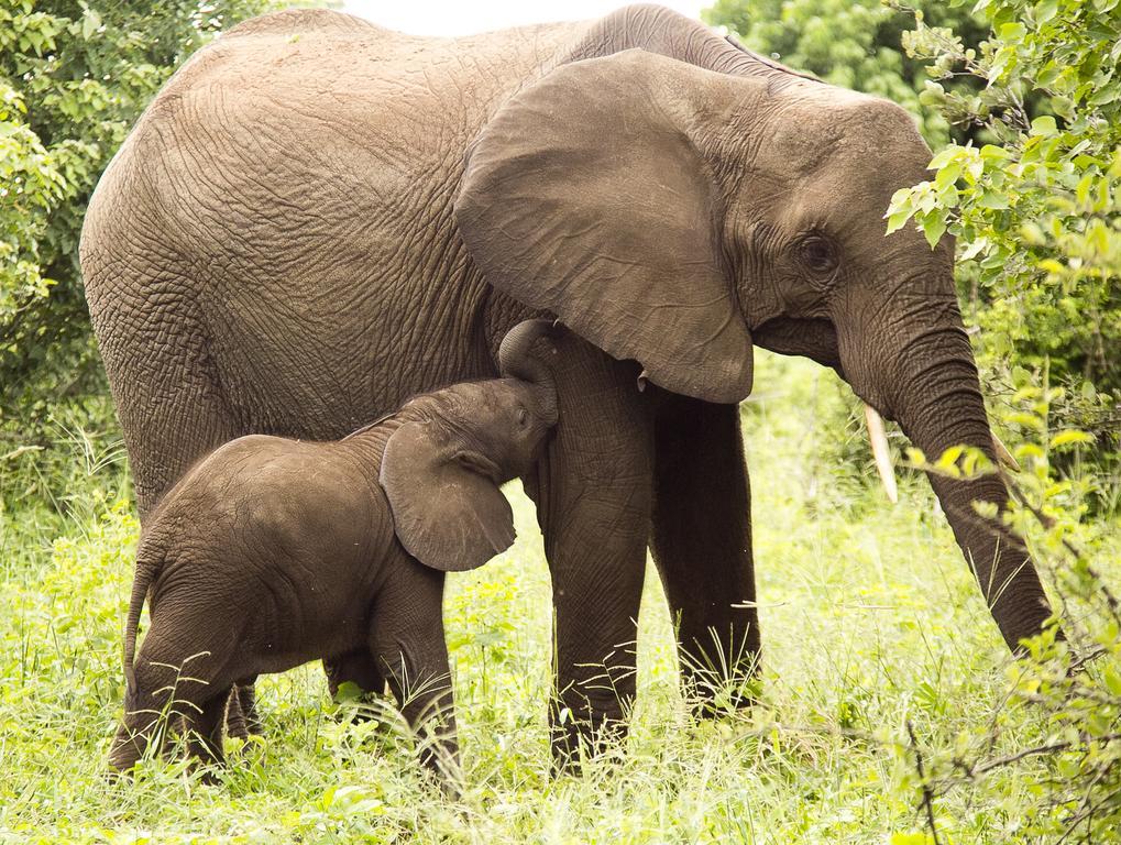 Victoria Falls Safari Club Zewnętrze zdjęcie